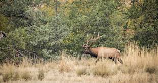 They are typically, 4 to 5 feet (1.2 to 1.5 meters) from hoof to shoulder and weigh 325 to 1,100 lbs. Ask Meateater When Should You Take Your First Elk Hunt Meateater Hunting
