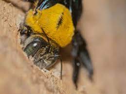 Take a cucumber and peel away the skin. How To Get Rid Of Carpenter Bees 3 Diy Methods To Repel Them
