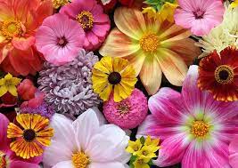 You saw a flower in a garden or magazine that you can't live without, but you're not sure what it is. National Flowers List Of National Flowers By Country