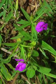 Image result for Polygala sphenoptera