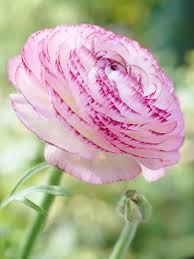 Image result for Ranunculus stagnalis