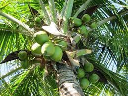 Indoor palm tree care involves using plenty of water even if it is drought tolerant, especially when it is the flowering or fruiting season. What Kind Of Fruit Does A Palm Tree Have Fruit Trees
