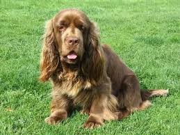Image result for sussex španěl