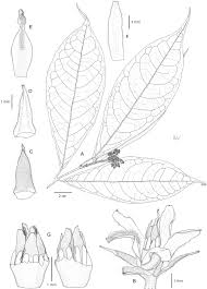 Image result for Rinorea