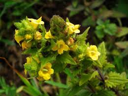 Image result for Sopubia ramosa