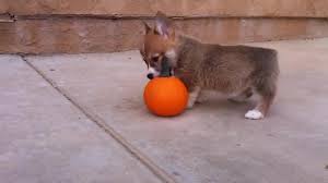 Everyday we publish content aiming to deliver the best cute & funny puppy & dog videos! Corgi Puppy Has The Cutest Battle Ever With Equally Tiny Pumpkin