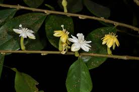 Image result for Dicranolepis