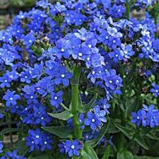 Image result for Anchusa capensis
