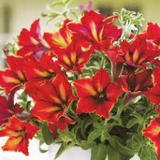 Image result for foto petúnie