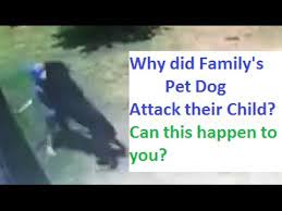 Dog Attacks Child Why K9 1 Com Youtube