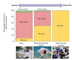 Carbohydrates are the primary source of energy for all body functions and muscular exertion. Fuel Sources For Exercise Nutrition Science And Everyday Application