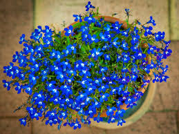 Image result for Lobelia goetzei