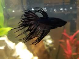 There are 3 classes of black bettas. My Black Crowntail Boi Morpheus Bettafish