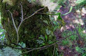 Image result for Polystachya fusiformis × lindblomii