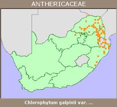 Image result for Chlorophytum galpinii