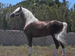 What makes our andalusians horses different? Andalusian For Sale Youtube