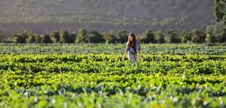 The morphology of andalucia broadly resembles that of other jakobids. La Agricultura Andaluza Crecio Un 1 5 En 2018 Frente A La Caida De 2017 Revista Mercados