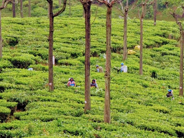 Nilgiri Cab Journey