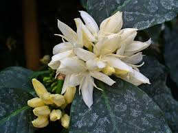 Arabica vs robusta coffee difference. What S The Difference Between Arabica And Robusta Coffee Beans Pure Kopi Luwak