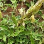 Image result for Asystasia guttata