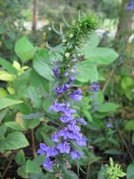 Image result for Lobelia lobata