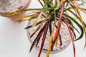 The leaves can vary in shape from elliptical to curved and twisted. Croton Plant Care And Growing Guide