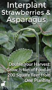 Colorful and delicious with fresh spring asparagus and strawberries and pretty enough to serve asparagus and strawberries may seem like unlikely salad partners, but their flavors are married with. How To Grow Strawberries And Asparagus The Permaculture Way