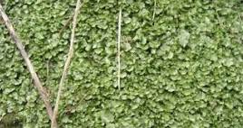 Image result for Crossopteryx