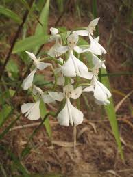 Image result for Habenaria indiana