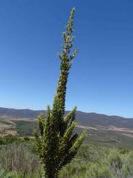 Image result for Anthospermum