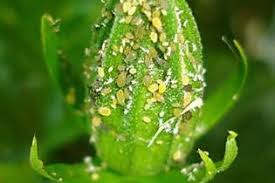 Hibiscus plants need warmth, so they are best grown near a south or west window. Tips For Pruning Hibiscus Plants When To Prune Hibiscus Hibiscus Plant Plant Insects Plants