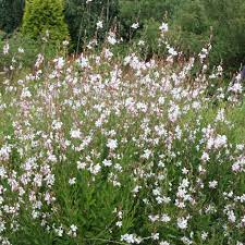 One of the best features of gaura is the long bloom time, much longer than most perennials. Buy Gaura Syn Gaura Lindheimeri Whirling Butterflies Oenothera Lindheimeri Whirling Butterflies 6 99 Delivery By Crocus