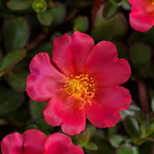 Image result for Portulaca oleracea