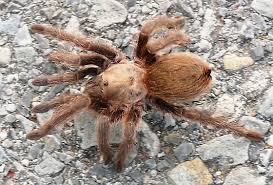 Spider - possible Tarantula - Aphonopelma hentzi - BugGuide.Net