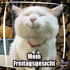 Translated My Friday Face Funny Face Friday Funny Translated Funny Friday Memes Funny Cats And Dogs Good Morning Funny