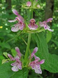 Image result for Stachys aculeolata
