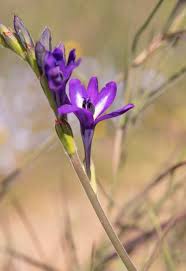 Image result for Hypoxis angustifolia