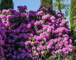 Image result for Rhododendron