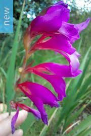 Image result for Gladiolus crassifolius