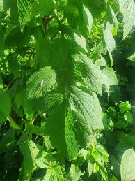 Image result for Crassocephalum montuosum