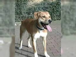 Auf einer hundewiese in witten sind zwei tiere aneinandergeraten. Boxer Mischling Dierdorf Mischlings Welpen Bis 50cm Ausgew Deine Tierwelt De