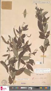 Image result for Tinnea antiscorbutica