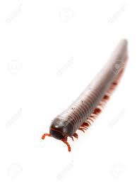 We did not find results for: Millipedes Insect With Long Body And Many Legs Look Like Centipedes Stock Photo Picture And Royalty Free Image Image 97205342