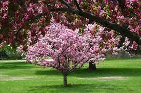 We did not find results for: Simple Solutions For Maintaining Your Crabapple Tree