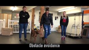 Compare columbus, ohio to any other place in the usa. 5 Month Old Vizsla Brutus Vizsla Dog Training Off Leash Vizsla Dog Trainers Youtube