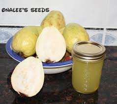 Mexican guava trees are tropical, produce tasty fruit, and very aromatic. Florida Tropical White Pear Guava Fruit Tree Seeds Psidium Guajava Pyriferum