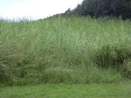 Image result for Cenchrus purpureus