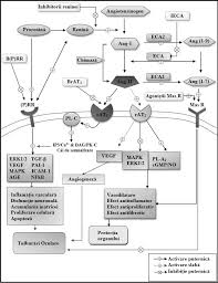 In terapeutica, medicamentele inhibitoare ale enzimei de conversie sunt utilizate pentru tratarea hipertensiunii arteriale. Http Repository Usmf Md Bitstream 20 500 12710 9153 1 Bacinschi Andrei Gonciar Veaceslav Sistemul Renina Angiotensina Pdf