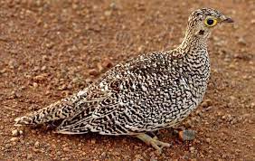 pin by ernesto vallejos on aves palomas in 2021 south african birds double band animals beautiful