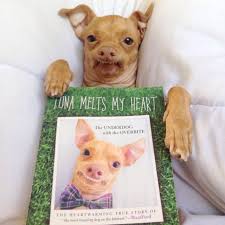 Tuna Melts My Heart The Underdog With The Overbite Tuna Melts My Heart The Underdog With The Overbite Dogs Tuna Dog